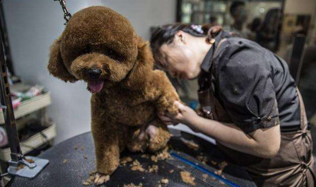 泰迪犬的這些美容步驟，主人掌握后能保持它的魅力