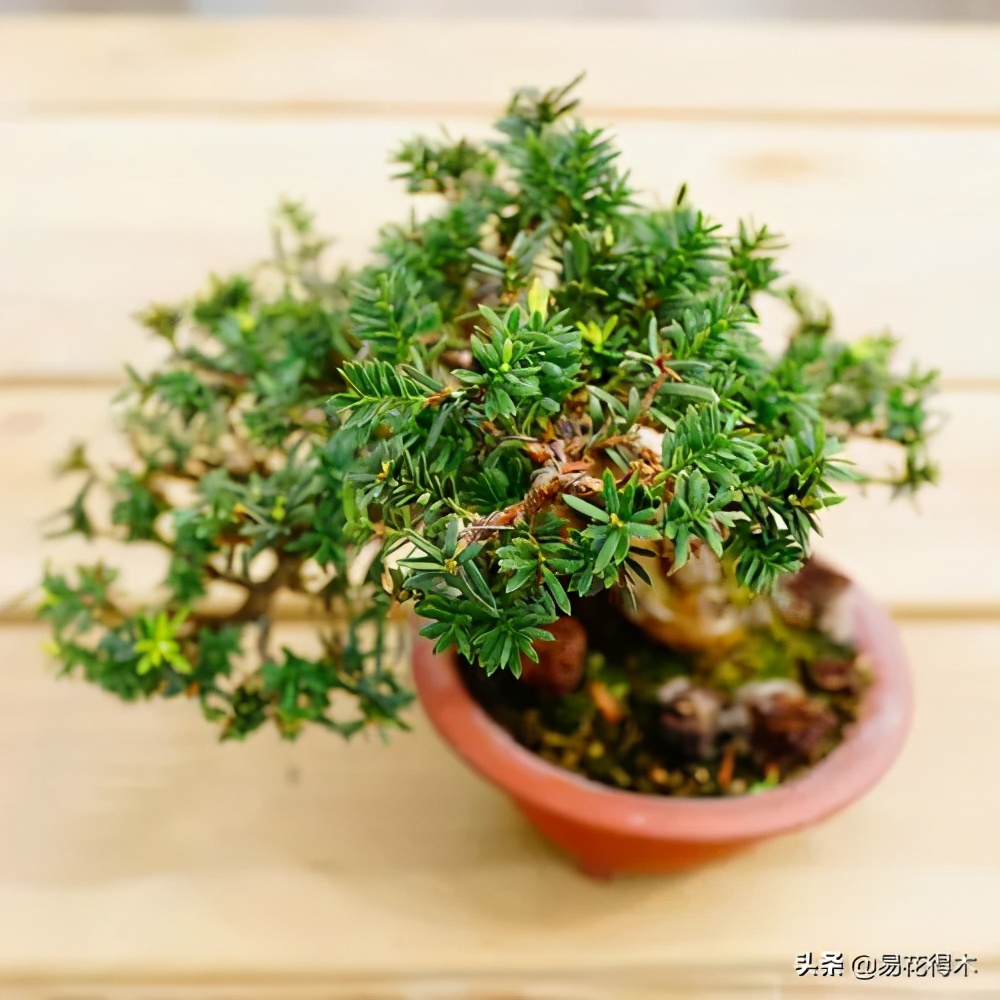 枷罗木(矮紫杉)盆景的鉴赏与制作养护