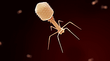 用病毒对抗细菌:将世界上最致命的生物"噬菌体"注入体内?