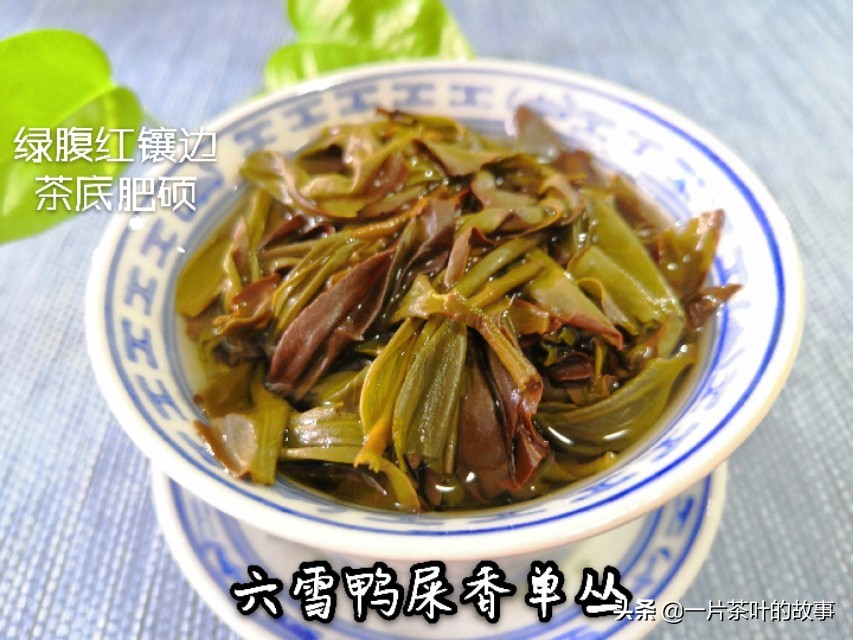 凤凰单丛茶是属于什么茶（一分钟全方位了解凤凰单丛）