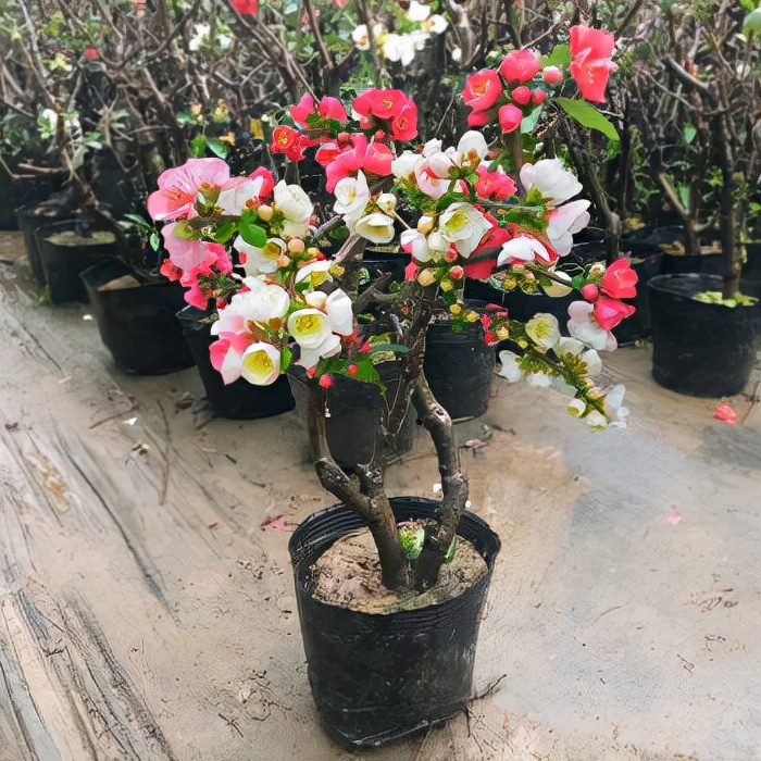 “寿命长”的11种花,好养寓意好,越养越值钱