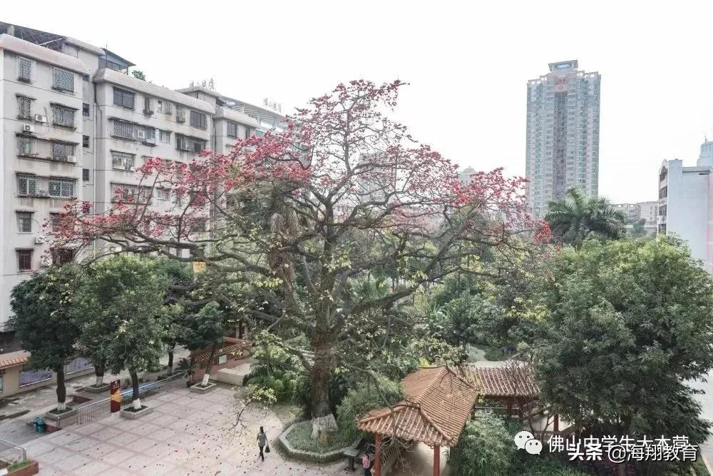 美爆了！佛山8所校园风景大片来袭！哪一间惊艳到你了？