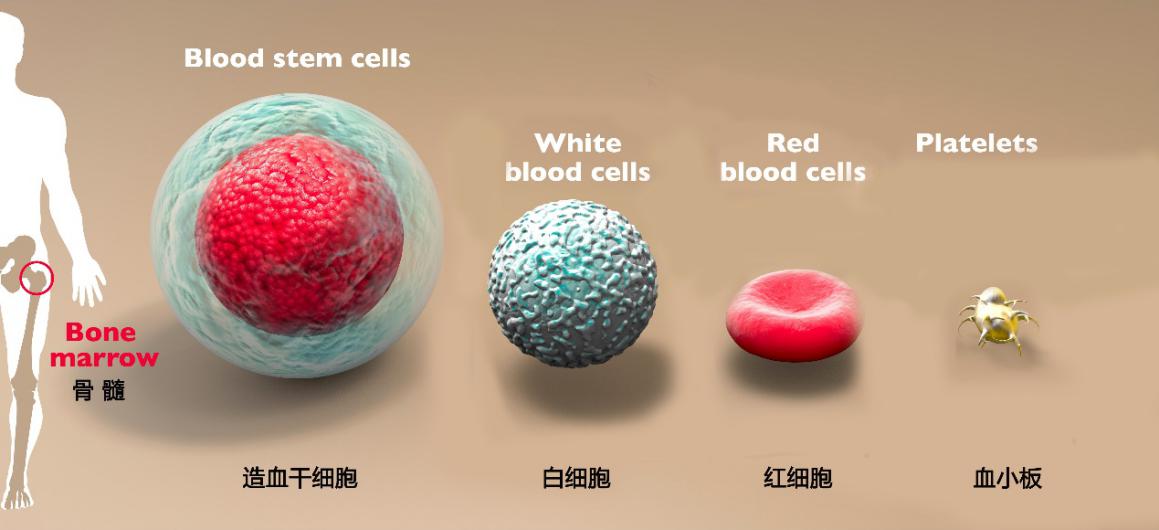 关注血小板的正常值？先看看血小板与血栓的关系！赶紧收藏