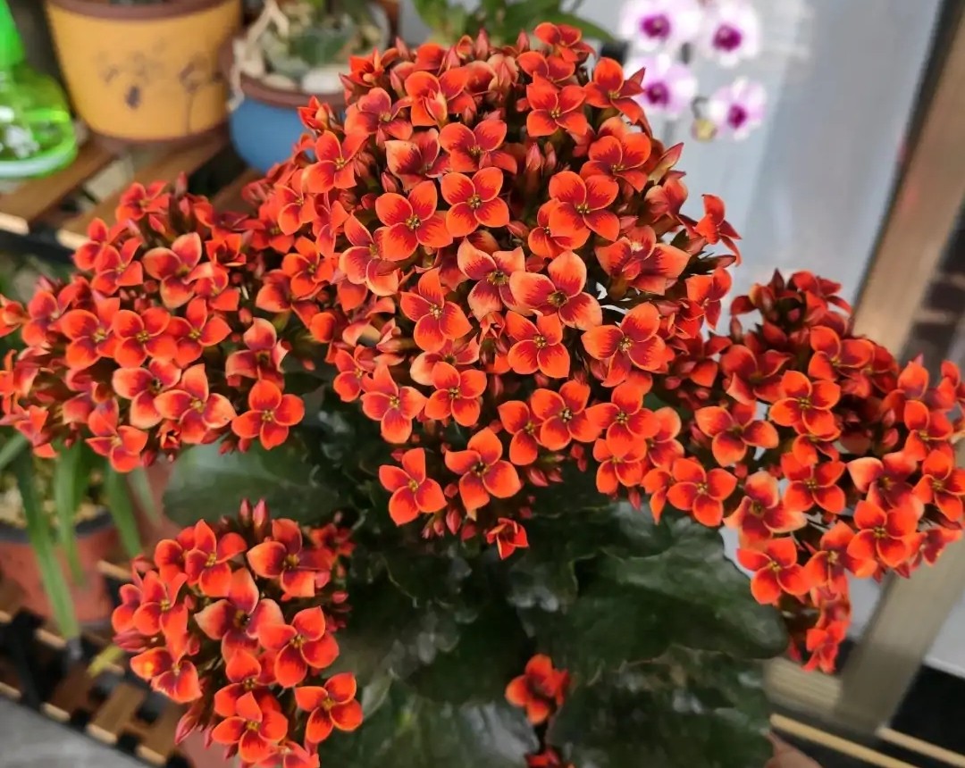 长寿花的颜色长寿花的颜色品种