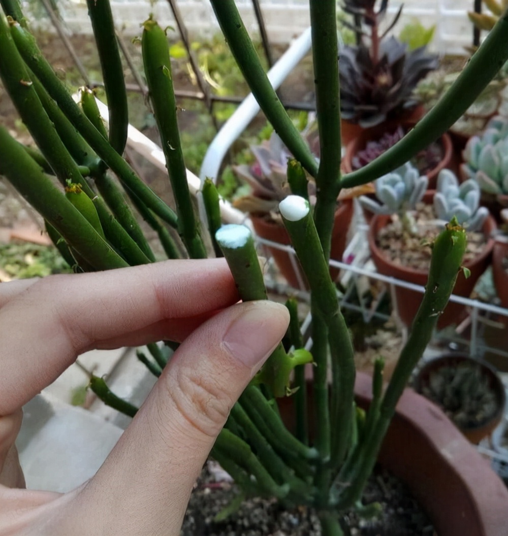 越漂亮的花越“有毒”！快来认识这12种大毒花，涨“知识”不吃亏