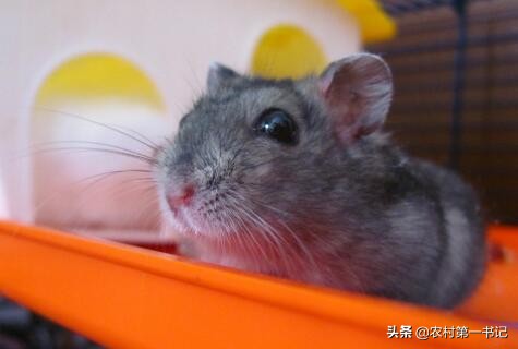 被宠物仓鼠咬了需要打疫苗吗？农村第一书记教你仓鼠怎么养？