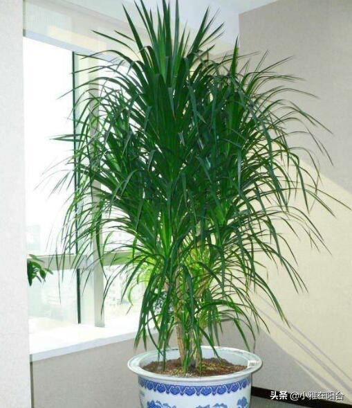 龙血树的养殖方法和注意事项 龙血树养殖方法