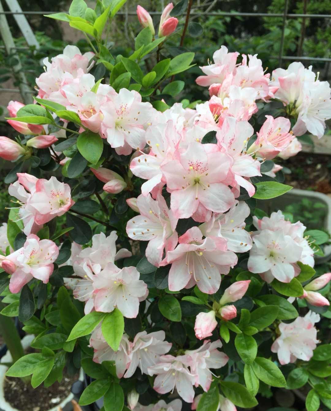 杜鹃花多少钱一盆(3块钱的杜鹃花) - 价格百科