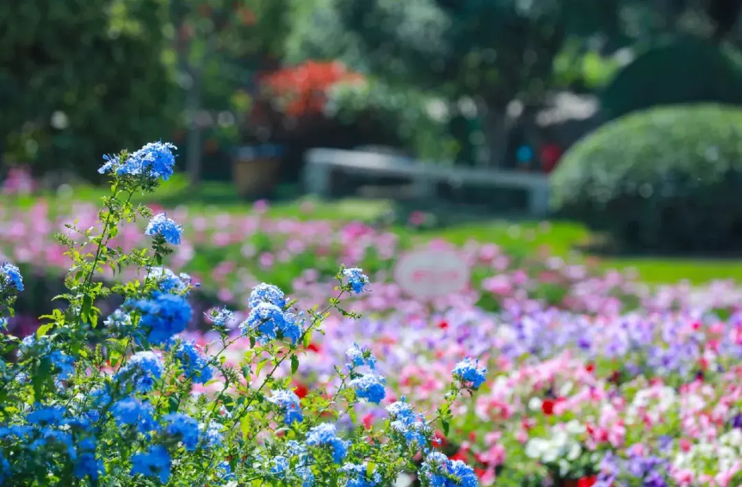 凭准考证免门票！成都周边这8大景区放大招，最长持续到9月