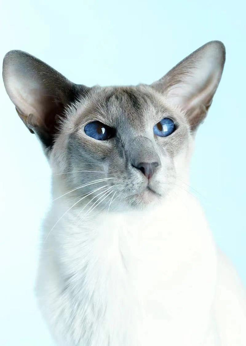 猫咪品种大盘点6:巴厘猫