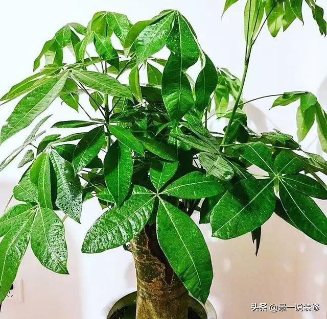 朋友搬家送什么植物寓意好（搬家送什么植物比较好）