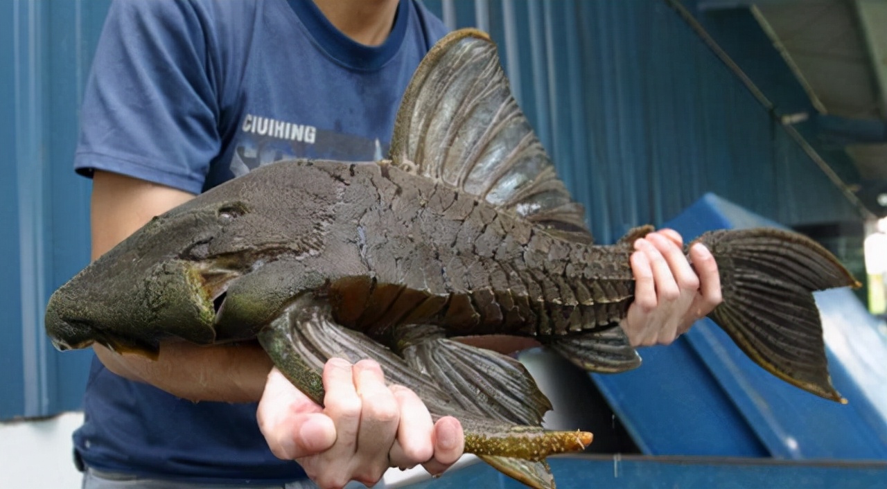 清道夫是什麼魚清道夫魚為什麼要活埋