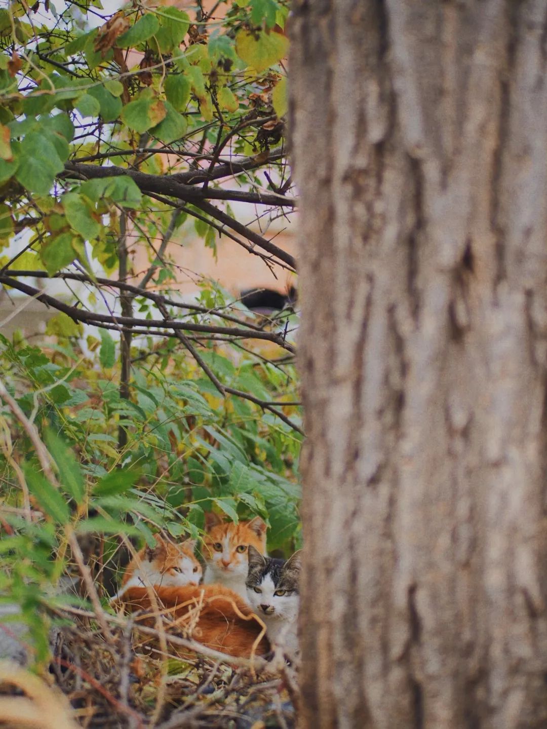 神奇动物在哪里？这些大工校园里的神奇动物你们见过哪些呢？