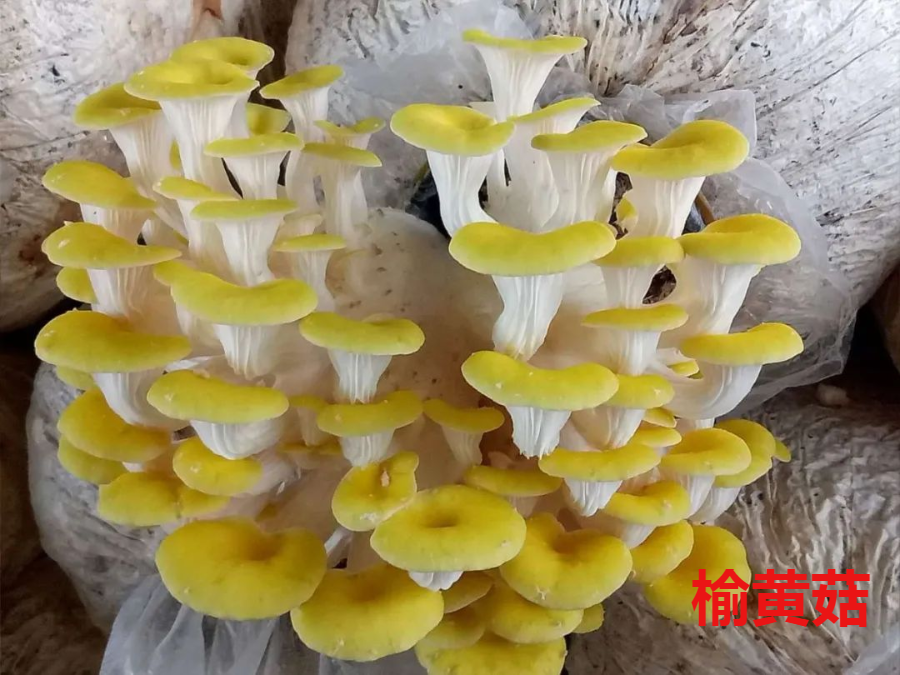 菌菇种类图片(香菇) - 赤虎壹号