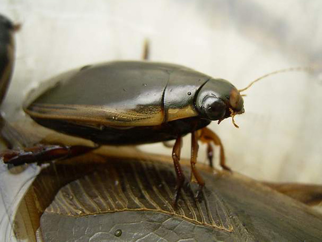 金边龙虱龙虱属水生昆虫,体型椭圆,长约3厘米,前胸,背板,鞘翅为漆黑色