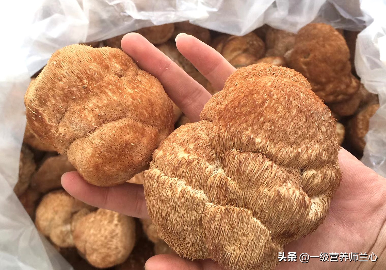 冬天养胃有妙招，猴头菇制成3道菜，孩子说好吃，老公说暖胃