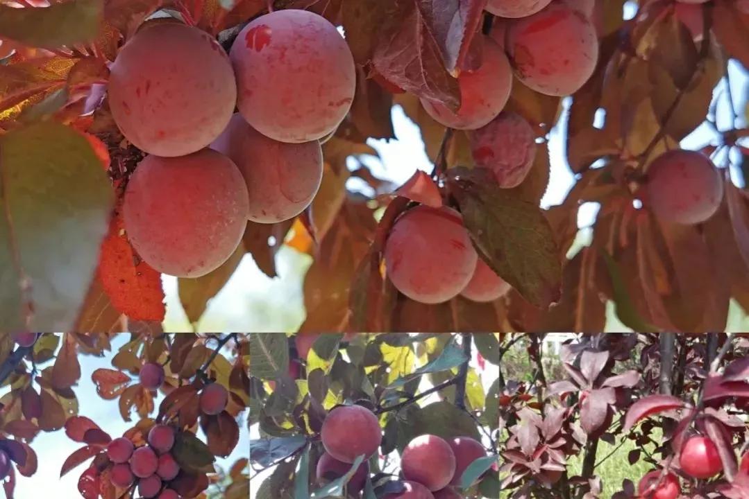 那些别人家的大学！真香！看看你的大学榜上有名吗？