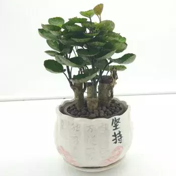 8种与“财”有关的植物，家里养几盆，招财又旺宅，人人都喜欢