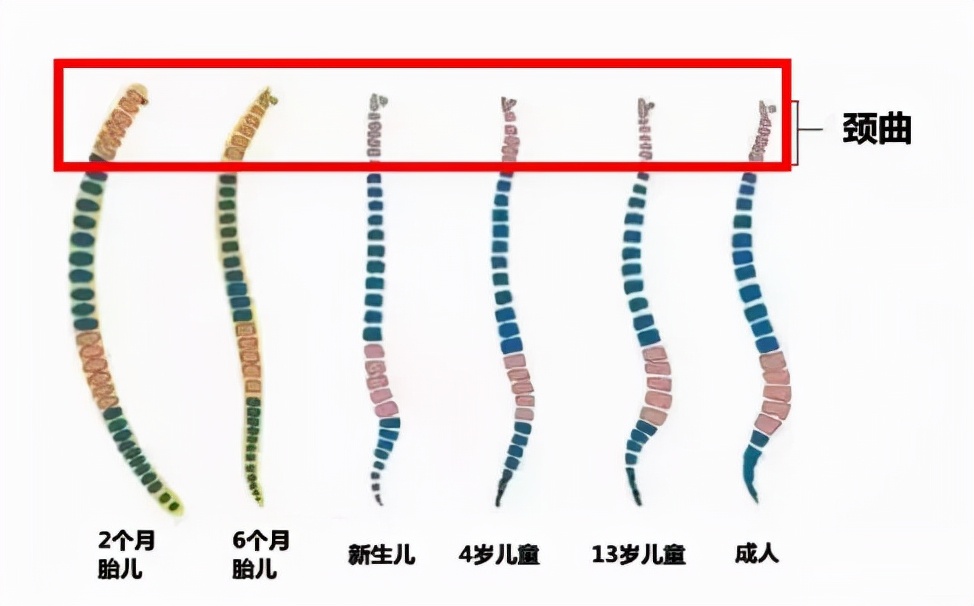 疯传的枕枕头年龄坑了无数孩子！这个信号才是枕枕头的关键