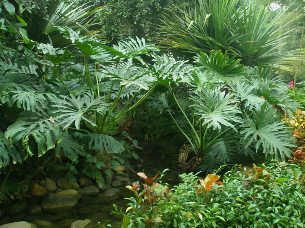 春雨植物怎么养（分享春雨绿植的养护小技巧）