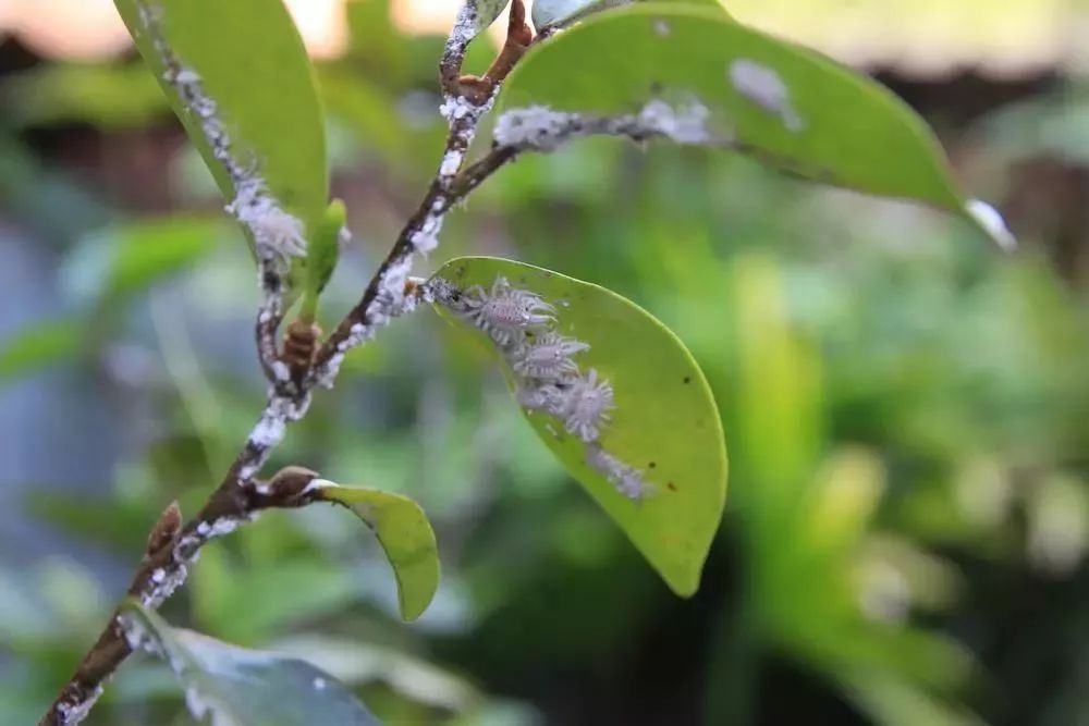 花叶上的小白虫怎么办(花叶有白色飞虫怎么办) - 家电维修网