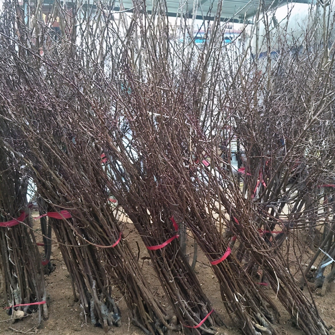 荷兰香蜜杏苗（荷兰香蜜杏的栽培与管理技术）