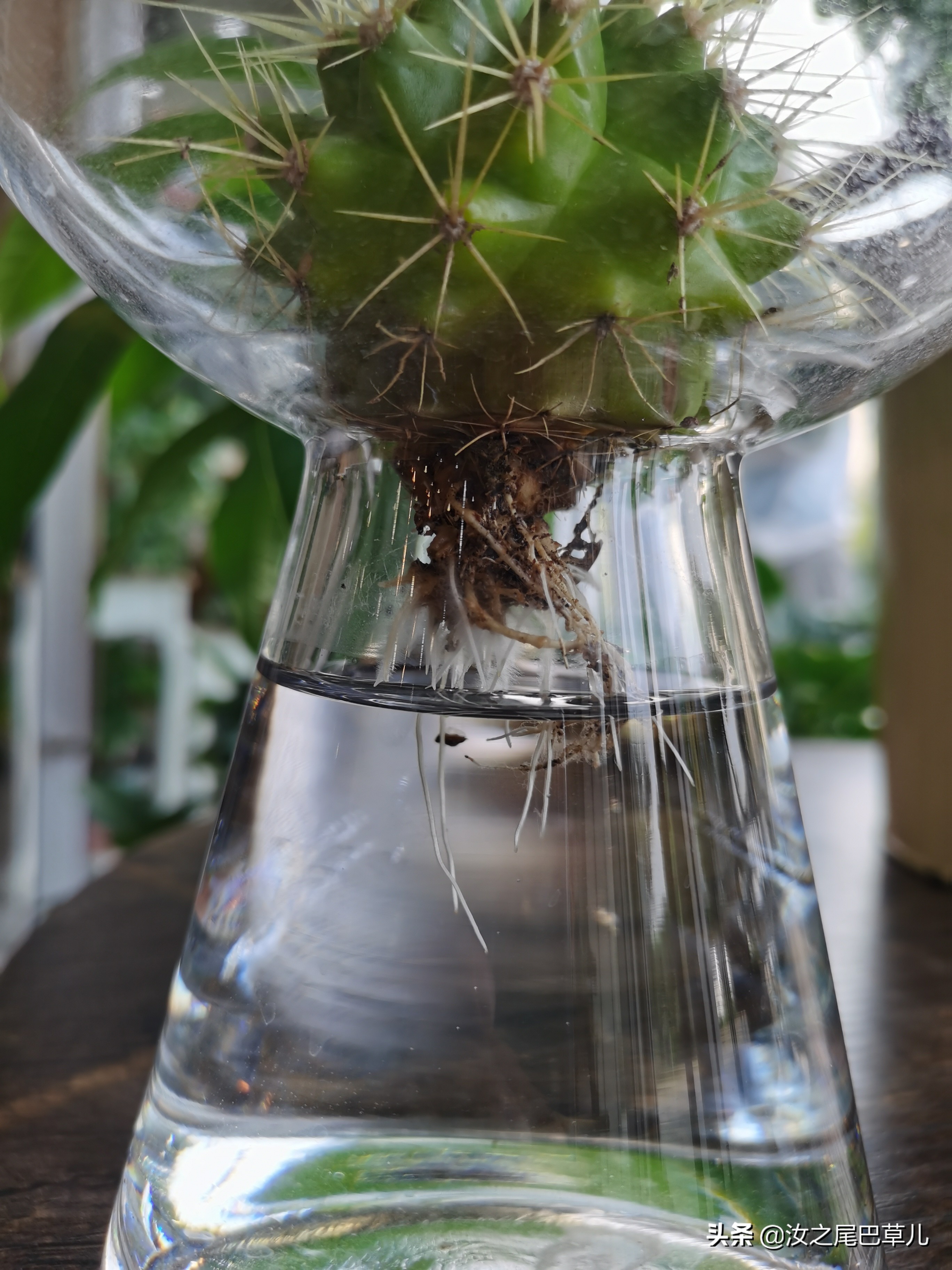 水培仙人球教程,比土培好养活100倍