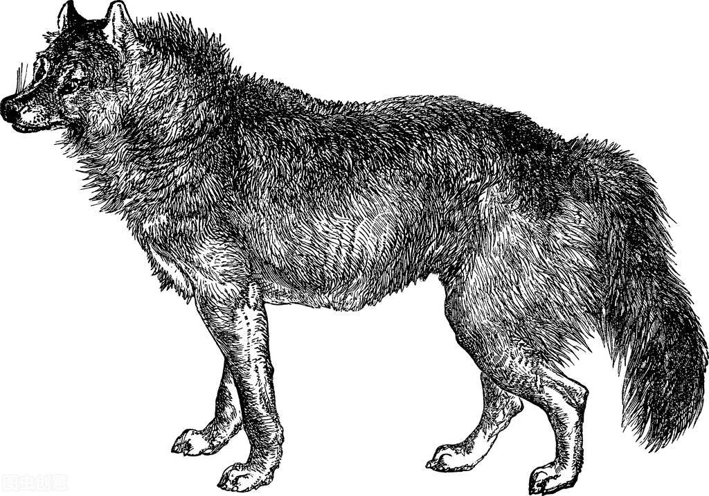 狼群故事：白毛狼王击败黑狼，带花狗重返狼群，产下一只鬼面獒犬