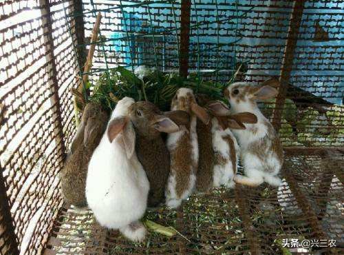 长毛兔的养殖,长毛兔的养殖前景