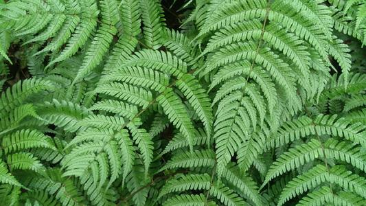 星点木龟背竹巴西木散尾葵银叶菊尤加利叶蕨叶高山积雪鸢尾叶吊兰叶