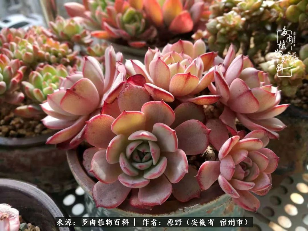 我心观世界：生活与多肉，应无所住而生其心
