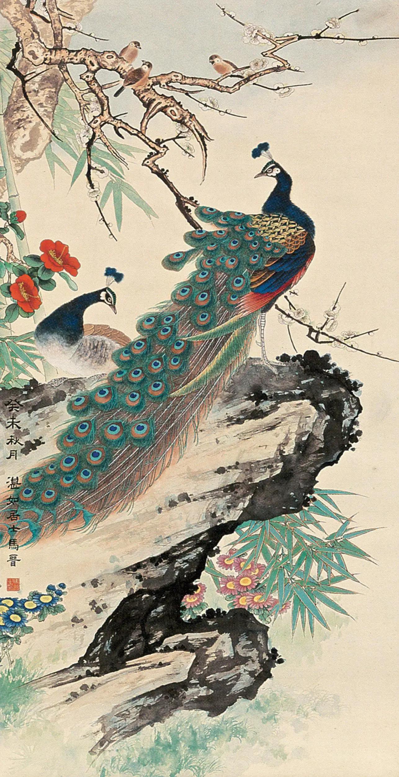 高贵,冷艳的白孔雀