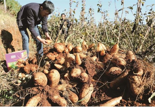 它是一种长在地下的奇葩水果，含糖而不升糖，雪莲果应该怎么吃？