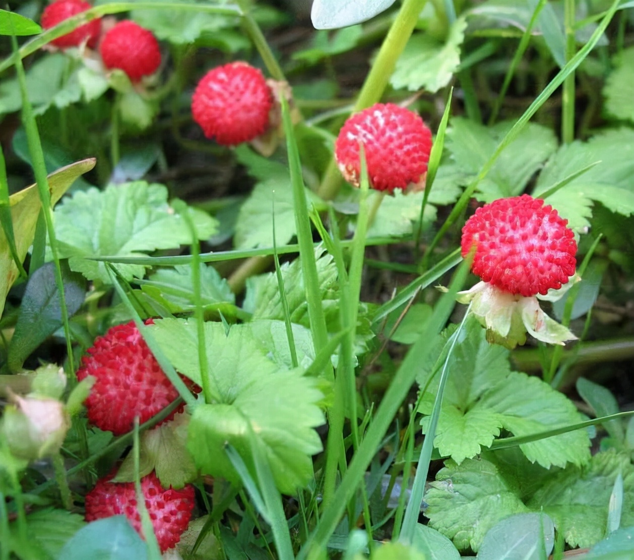 蛇泡草的功效与作用(一种) - 行就行