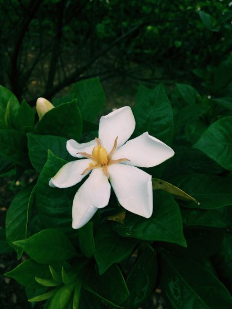 【诗词鉴赏】古诗中的栀子花，古人如何表达栀子花的美?