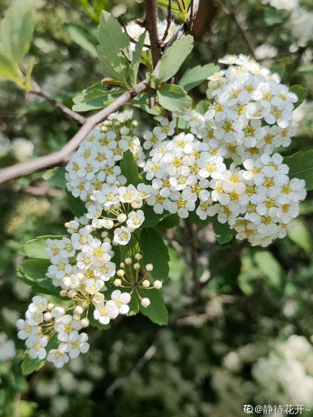 粉花绣线菊的介绍（今年流行的小众植物美而不俗）