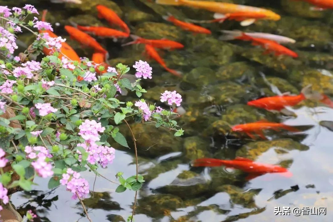 珠海一中彻底火了，全省第一