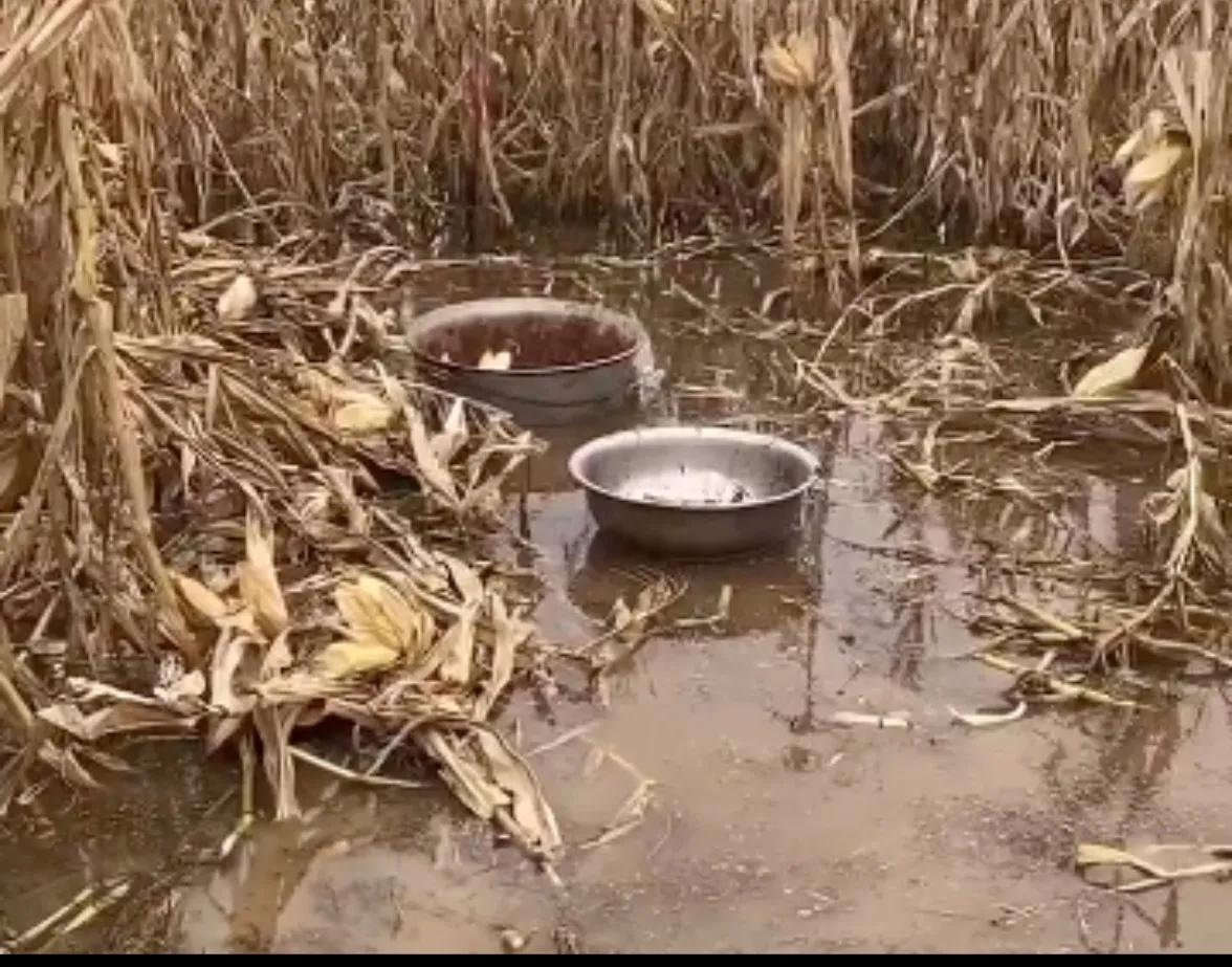 水里捞玉米有感，节约粮食，善莫大焉