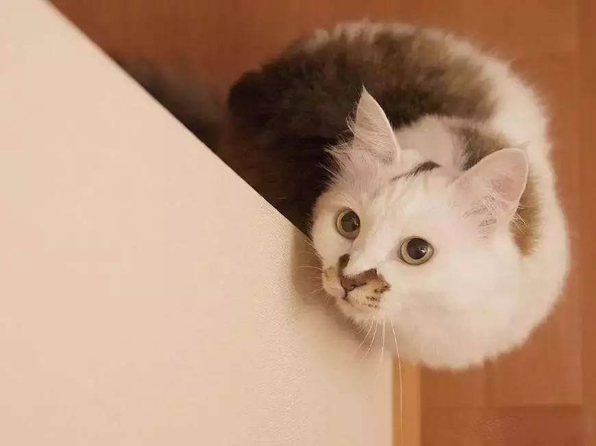 猫的过继有什么注意事项？