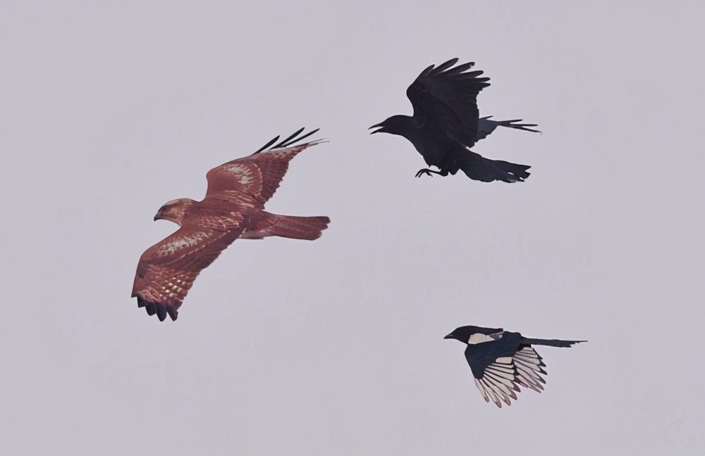 "乌鸦喝水"的故事是假的?郑州上演现实版,喜鹊展示鸟类高智商