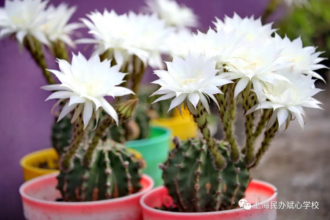 仙人球花赞——我很丑可是我很温柔（上海斌心学校）