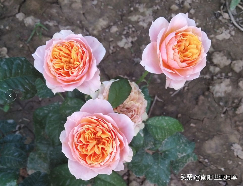 莫奈月季的优缺点（强烈推荐8款月季耐热耐晒）