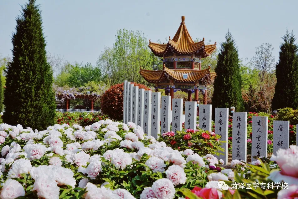 菏泽医学专科学校牡丹，又是姹紫嫣红开遍