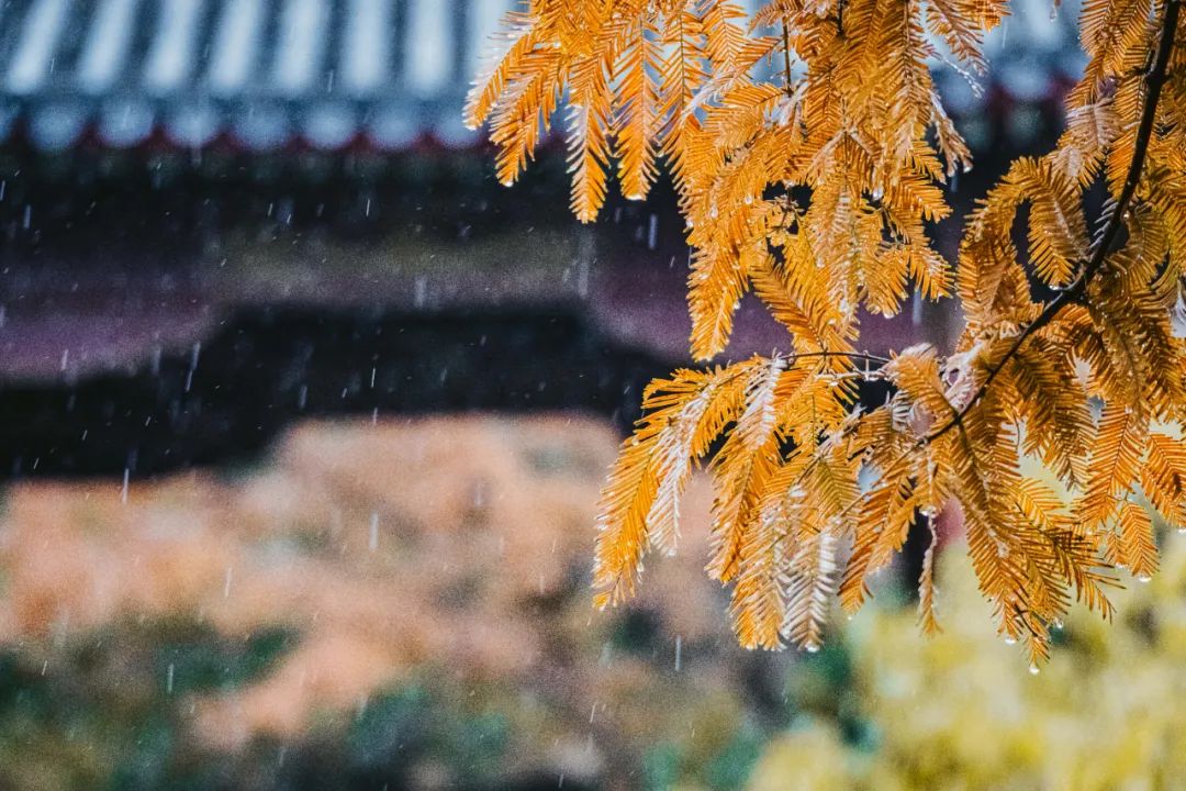 10首最美秋雨诗词,清秋有梦,雨落成诗,哪一首是你的心情?