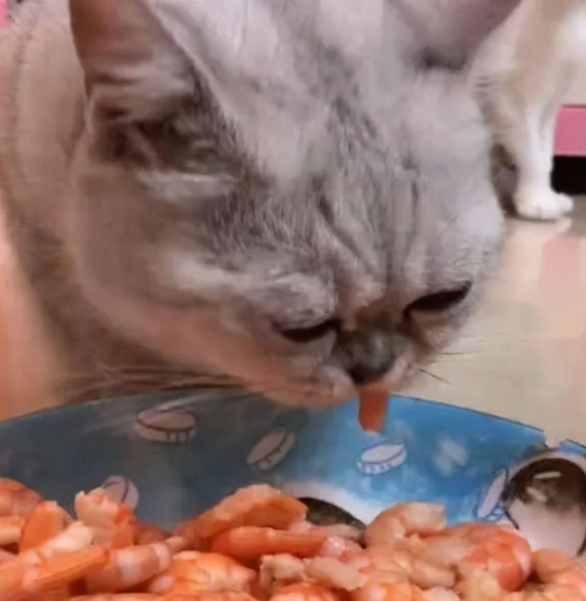 猫能吃虾吗（6种对于猫咪来说是人间美味食物）