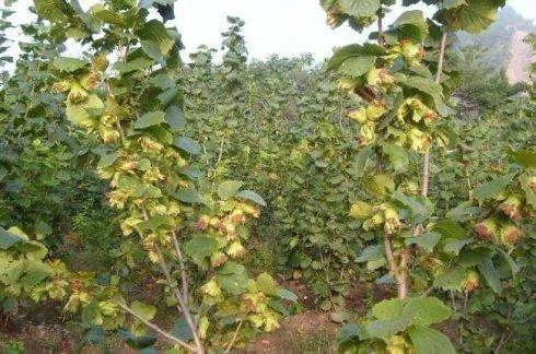 盘点36种野果大全,你能认出几种?