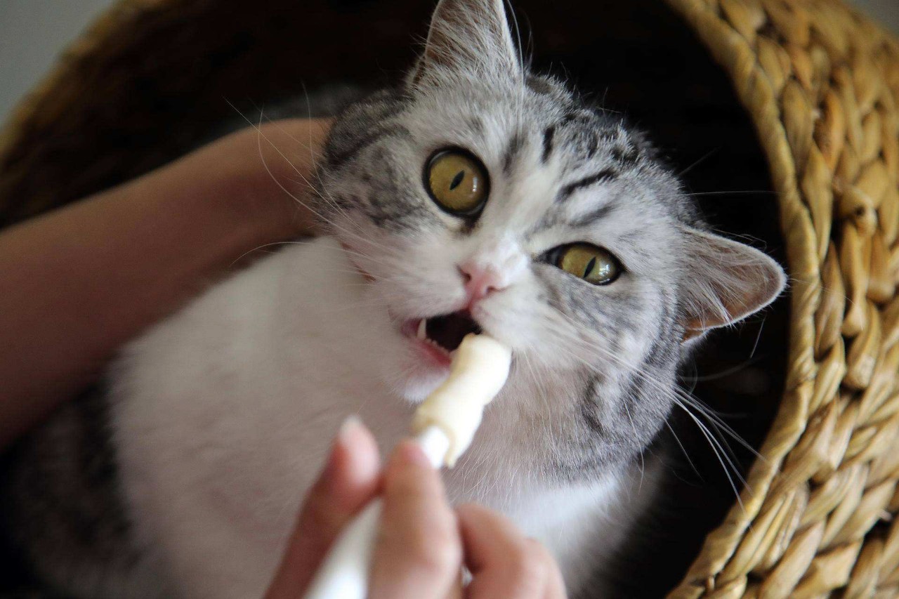 猫咪得了猫癣到底该怎么治？认清猫癣才能更好地治疗！