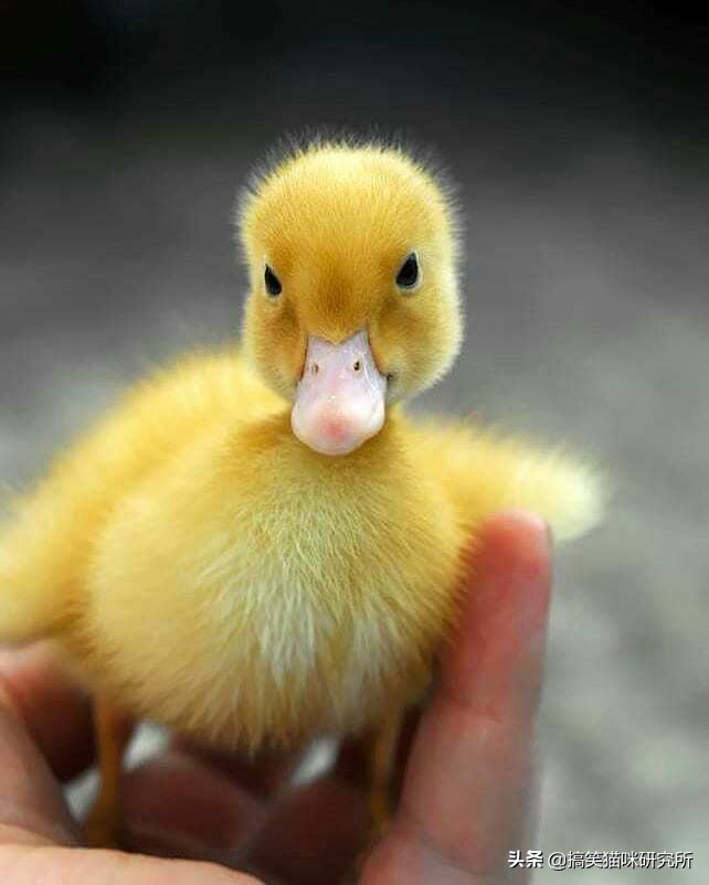 一组元气满满的小鸭子照片,充满活力与搞笑,原来它们都是表情包