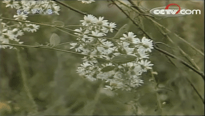 《潜伏》站长太太年轻时是有多美艳，中国第一部科幻片了解一下