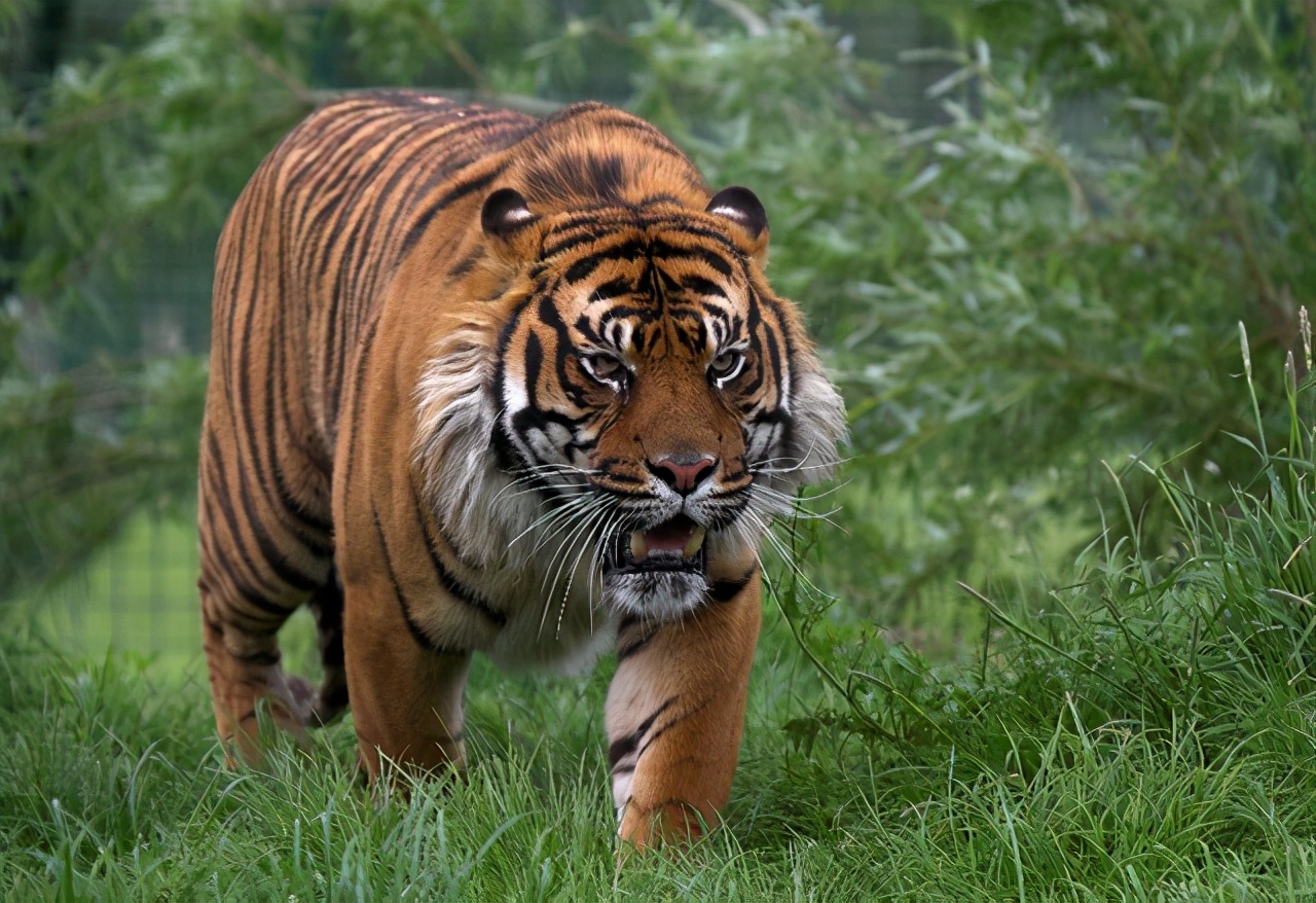 老虎的尾巴有什么作用(铁汉没有柔情) - 行就行